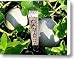 Cantaloupe Canvas Print / Canvas Art - Artist Will Borden