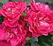"Party Hardy" Rose Bush - Everblooming - Mild Apple Fragrance