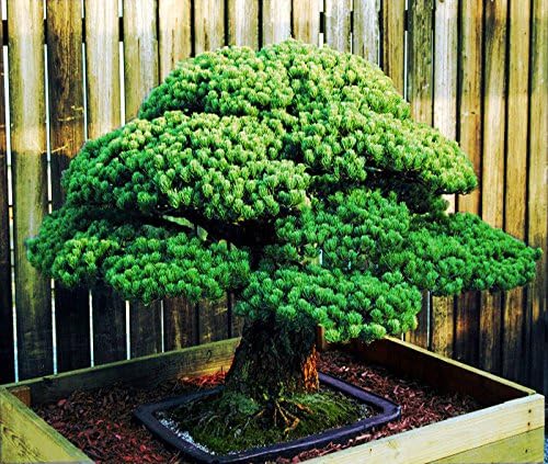 Japanese White Spruce Pine, Pinus Parviflora, Tree Seeds Bonsai Evergreen