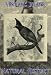 Sheet of 21 Photo Gloss Stickers Each 6.35cm x 3.8cm Vintage Natural History Image Mexican Long Crested Jay