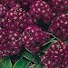 Easter Bonnet Alyssum - Violet - 200 Seeds - Seed Needs Envelope