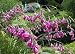 Angels Fishing Rods 20 Seeds - Dierama - Perennial