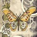 Butterfly Song II - 24 X 24"