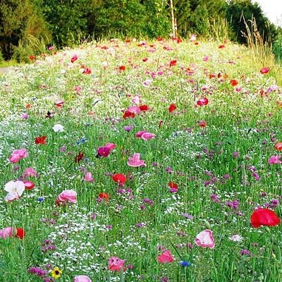 Tulip Topper Wildflower Seed Mix - 1 LB