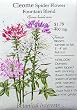Cleome Spider Flower Fountain Blend Seeds 125 Seeds
