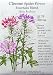 Cleome Spider Flower Fountain Blend Seeds 125 Seeds