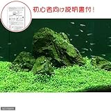 （水草）初心者向け説明書付　グロッソスティグマ（水中葉）（無農薬）（１パック分）　本州・四国限定[生体]