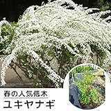 ユキヤナギ 樹高0.5m前後 15cmポット 雪柳 ゆきやなぎ 苗木 植木 苗 庭木 生け垣