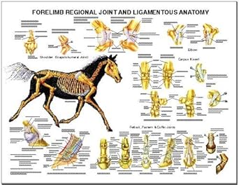 Amazon.com: Equine Forelimb Regional Joint Bone Anatomy Chart Horse
