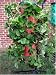 Outdoor Living : Strawberry Tree Vertical Grow Bag