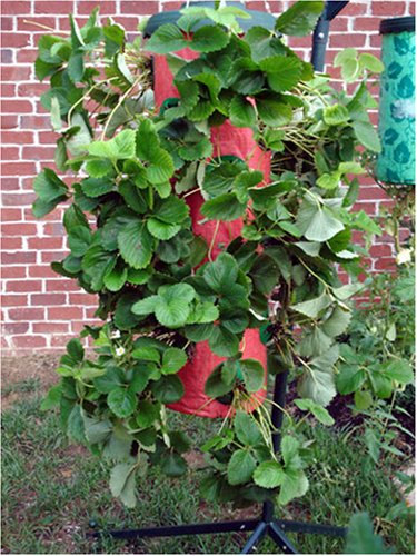 Childrens Toyshop  Outdoor Living : Strawberry Tree Vertical Grow Bag