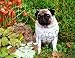 pug26  - Pug Brown Mouse Pad Barbara Augello Collection
