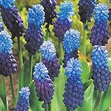 国華園　球根　秋植え球根　ムスカリ　ラティフォリューム　20球