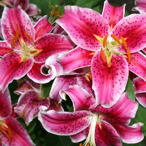 Stargazer Lily Value Bag