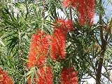 Large Size Live Bottlebrush Tree Red Cluster - B001IQ5MAI