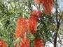 Bottlebrush Tree Live Plant Red Cluster Bush Type Large 1 Gallon Size