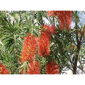 Large Size Live Bottlebrush Tree Red Cluster