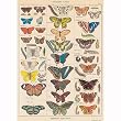 (20x28) Natural History Butterflies Decorative Decoupage Vintage Style Paper Poster Print