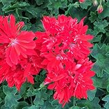 ゼラニウム：線香花火（せんこうはなび）3号ポット 3株セット[鮮やかな星咲半八重ゼラニウム]