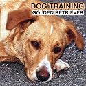Grooming Your Golden Retriever