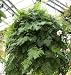 Super Rabbit's Foot Fern - Davallia - Grows Huge