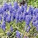Washington Liriope Muscari April 2010 - 24