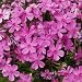 Phlox subulata 'Emerald Pink'