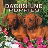 Dachshund Puppies 2007 Calendar