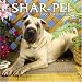 Shar-Pei 2006 Calendar