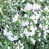 カラミンサ3～3.5号ポット 4株セット