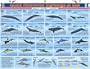 Quick Reference Sightings at Sea