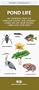 Pond Life (Pocket Naturalist)