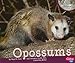 Opossums (Pebble Plus: Nocturnal Animals)