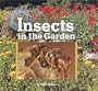 Insects in the Garden (Creatures All Around Us)