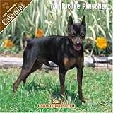 Miniature Pinscher 2008 Wall Calendar