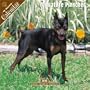 Miniature Pinscher 2008 Wall Calendar