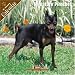Miniature Pinscher 2008 Wall Calendar