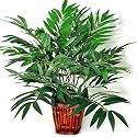Forever Silk Bamboo Palm