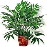 Forever Silk Bamboo Palm