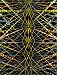 Books : Fred Tomaselli