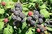 Blackberry Seeds