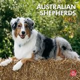 Australian Shepherds 2012 Square 12X12 Wall Calendar (Multilingual Edition)