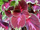 Seed in a Blanket Planting Squares Coleus