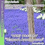 ▽【送料無料】ムスカリ アルメニアカム100球 【オランダからの花便り】【秋植え球根】