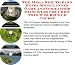 The Mega How To Earn Extra Money, Inner Game and Godfather Principles for Chew Toys Web Biz 3 CD Course