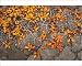 Photographic Prints of Golden leaves of Arctic Willow in Autumn from ArcticPhoto