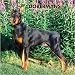 Dobermans Wall (BROWNT) - 2008 Calendar