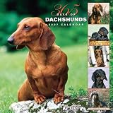 365 Days Of Dachshunds 2007 Calendar