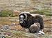Jigsaw of Musk Ox - adult female with calf suckling milk in autumn tundra from Ardea