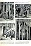 1951 ORANG-UTANS SURABAYA ZOO JAVA MALE FEMALE ANIMALS